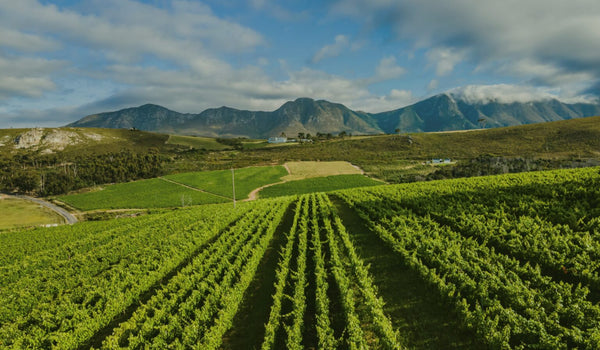 Walker Bay Sauvignon Blanc 2024 – Taste of Africa