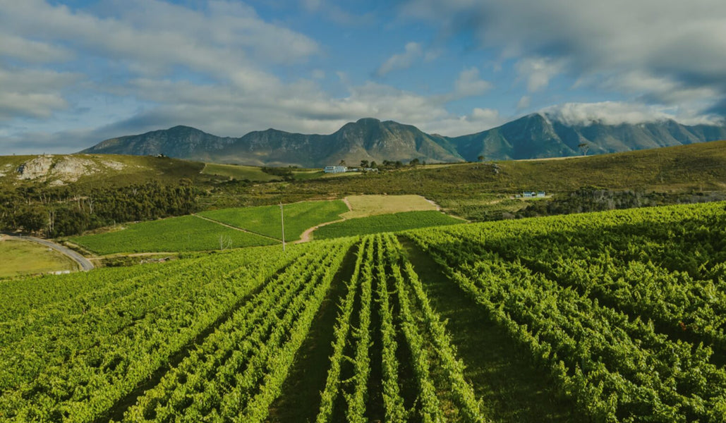 Walker Bay Sauvignon Blanc 2024