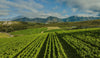 Walker Bay Sauvignon Blanc 2024