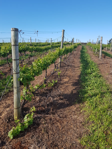 Stellenbosch Syrah 2019